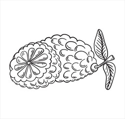 Kaffir lime fruit exotic tropic fruit hand drawn sketch style isolated on white background for coloring book, menu design, t-shirt. Hand drawn tropical food illustration. Vector illustration.