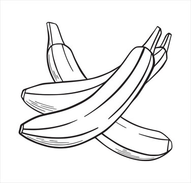 Banana exotic tropic fruit hand drawn sketch style isolated on white background for coloring book, menu design, t-shirt. Hand drawn tropical food illustration. Vector illustration.