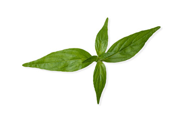 Andrographis paniculata or Fah Talai jhon on white background.Andrographis paniculata is medicinal plants used traditionally for the treatment of diseases such as cancer, covid19 or corona virus