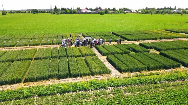 A group of farmers are able to continue cultivating varieties of wheat and wheat on previous dilyankas. Post-production of agricultural crops.