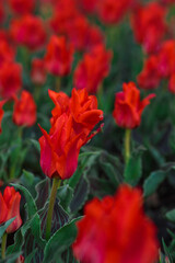 Spring background with red tulips flowers. beautiful blossom tulips field. spring time. banner, copy space
