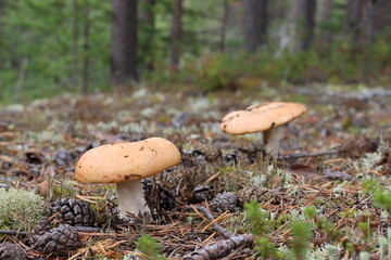 mushroom in the forest