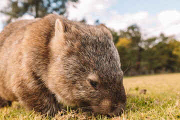 Common Wombat eating grass in a field.