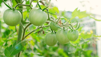 Green tomatoes growing in the greenhouse. Homegrown produce