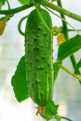 Big cucumber growing in the greenhouse. Homegrown produce