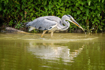 great heron