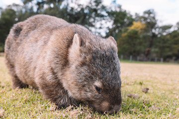 Common Wombat eating grass in a field.