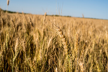 Large expanse of ripe wheat in June, southern Spain