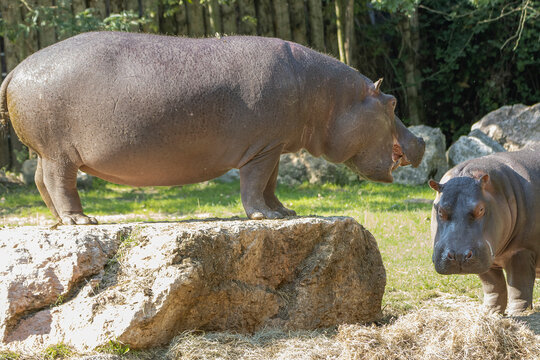 ippopotamo