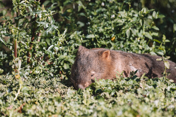 Common Wombat eating grass in a field.