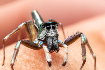 spider on a hand