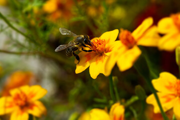 Photo of yellow flower and bumblebee pollinating