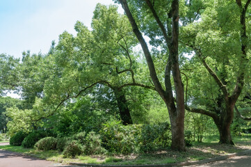 Obraz premium 公園のダイナミックな枝