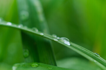 grass with rain drops macro. fresh green leaves. Morning dew, after the rain, the sun shines on the leaves.