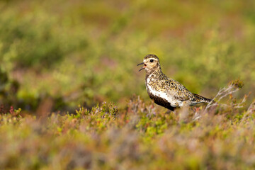 Beautiful European golden plover, Pluvialis apricaria, standing in its colorful habitat in Finnish wilderness at Riisitunturi National Park, Finland, Northern Europe