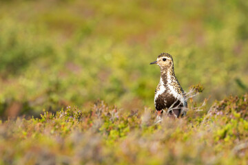 Beautiful European golden plover, Pluvialis apricaria, standing in its colorful habitat in Finnish wilderness at Riisitunturi National Park, Finland, Northern Europe