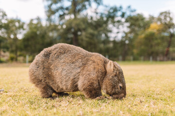 Common Wombat eating grass in a field.