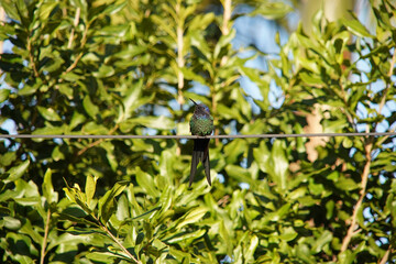 thalurania glaucopis hummingbird on a branch