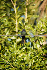 thalurania glaucopis hummingbird on a branch