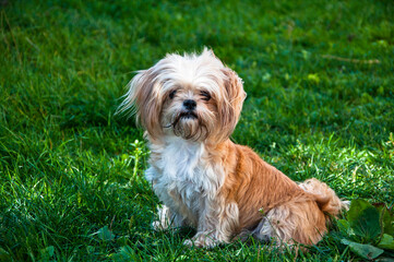 Naklejka na ściany i meble Pretty white and orange dog sitting on the grass in the beautiful sunny day