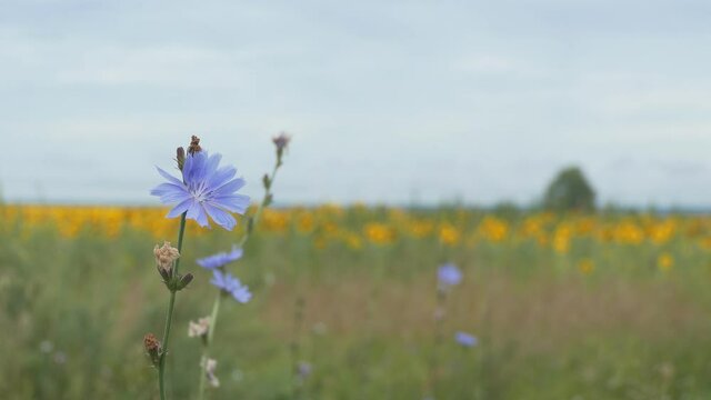 Useful plants. Light blue chicory flowers on the background of a yellow field of sunflowers. Siberia.