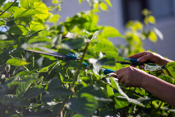 Female hands who make pruning of berry bushes with large garden shears with large garden shears