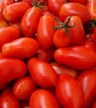 datterini tomatoes