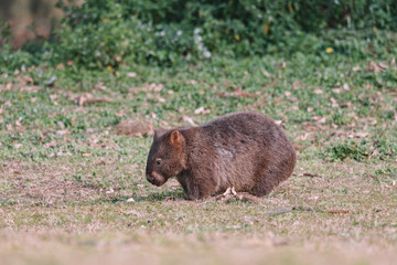Common Wombat eating grass in a field.