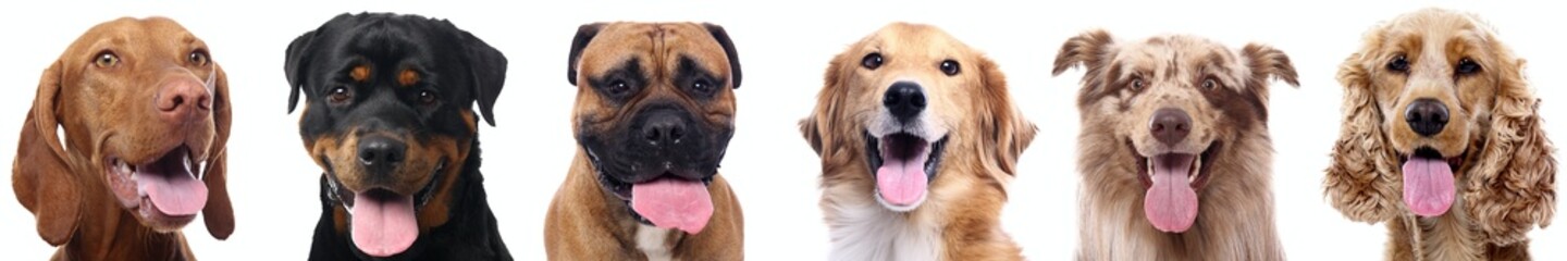 Portrait of beautiful animals in a collage