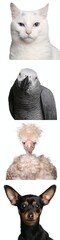 Obraz premium Portrait of beautiful animals in a collage