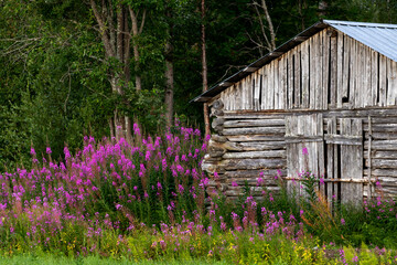 An old barn house in Finnish countryside lined with blooming fireweed (Chamerion angustifolium) 