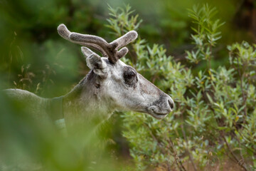 Domestic reindeer hiding in the bushes on a bright summer day near Kuusamo, Finland, Northern Europe	