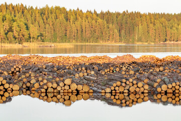 Piled softwood logs floating on the river in Finland - 449193702