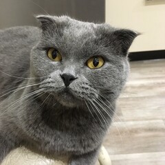 cute grey scottish cat with yellow eyes 