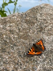 motyl na skale © Marika