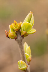 Buds On Lilac Branch In Garden On Background Close Up.