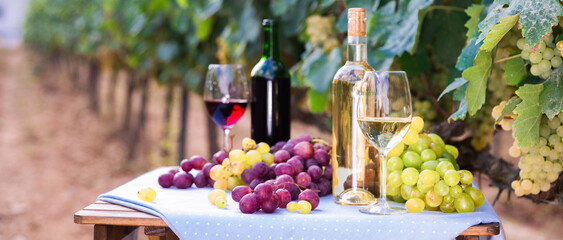 Bunches of red and white grapes, glasses with wine on a table in grape fields