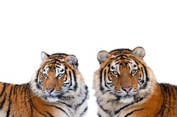 Fototapeta na wymiar two tiger isolated on white background