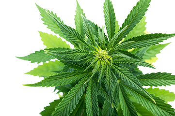 marijuana plant top view