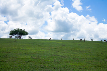 Cattle in a landscape and a tree