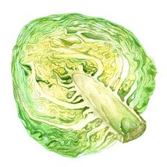 Obraz premium Watercolor half of white cabbage, vegan food. Vegetables for salad. Cookbook illustration, green and yellow, cauliflower. Healthy and tasty. Raster stock image in aquarelle.