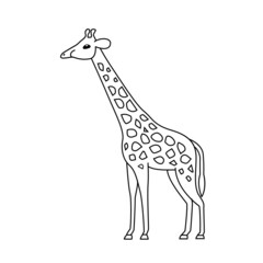 Giraffe 