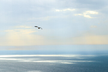 The sun's rays shine through the clouds, reflecting in the sea against the background of a sea gull flying across the sky.