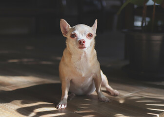 brown short hair Chihuahua dog sitting on the stairs with leaf shadow and morning sunlight, looking  at camera.