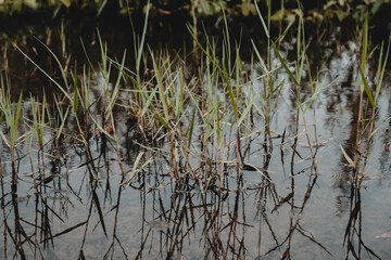 reeds in the water