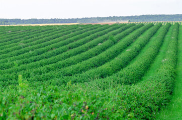 Fototapeta na wymiar Field with equal rows of black currant bushes. Growing berries for food