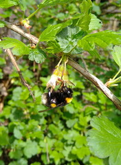 bumblebee on a leaf