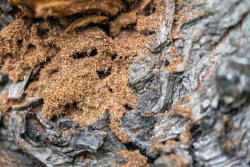 Moves and sawdust from the anthill in the tree. Fine shavings from the bark.