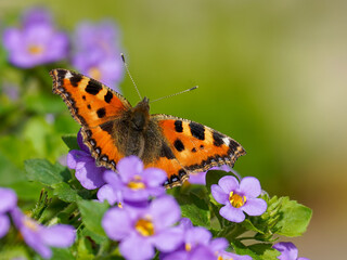 Kleine Vos (oranje vlinder) op Texel vastgelegd
