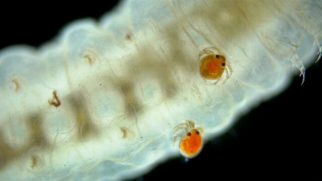 Larva mite Hydrachnidia and Hydrophilidae larva under a microscope. The Arrenuridae family mite sucked and drinks hemolymph by inserting a tubular Stylostome